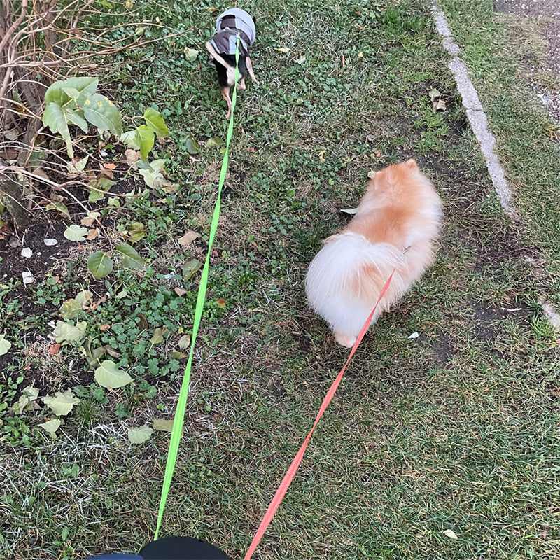 All-in-One Dog Walking Leash